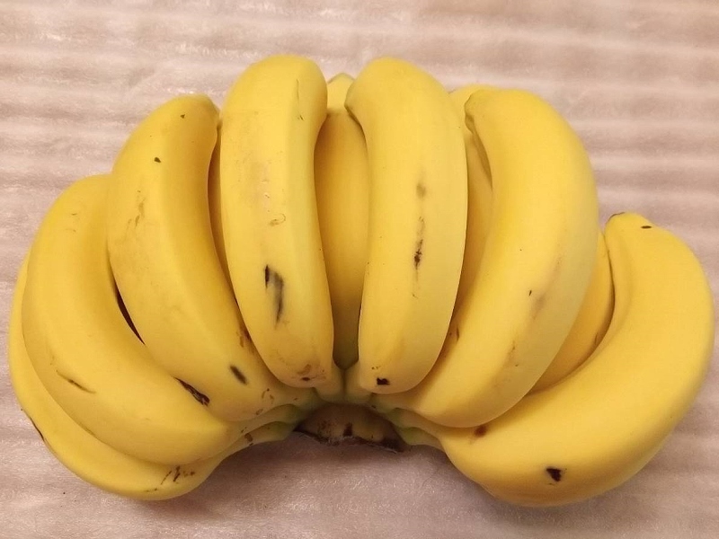 採低溫催熟後約3天所呈現的金黃色香蕉