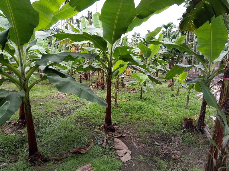 香蕉園(不使用殺草劑,採草木共生法種植,所以須經常除草)