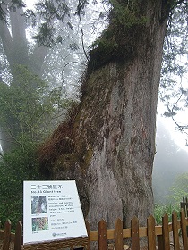 阿里山33號巨木(1500年樹齡)