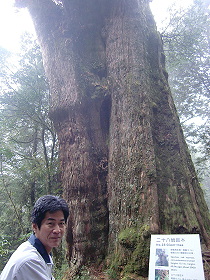 阿里山28號巨木(2000年樹齡)