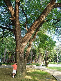 台南中山公園內大樹(雨豆樹)