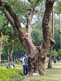 台南中山公園內大樹