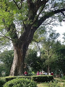 台南中山公園內大樹(雨豆樹)