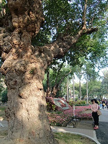 台南中山公園內大樹