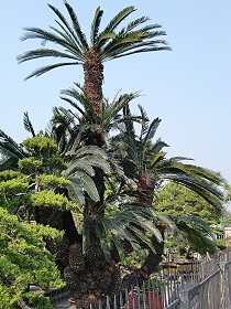 彰化田尾公路花園內的鐵樹