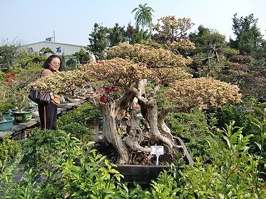彰化田尾公路花園內的盆栽