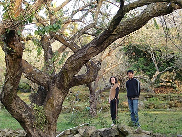 楠西梅嶺內的百年老梅樹