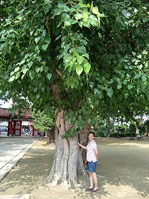 台南開元寺內的大茄苳樹