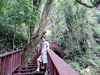 瑞里風景區內的大樹