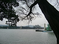 桃園龍潭大池旁的大樹