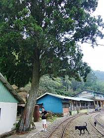 交力坪火車站旁的大樹