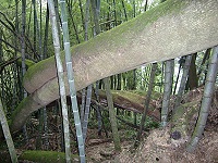 瑞里風景區步道區內的大樹