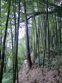 瑞里風景區內的大樹