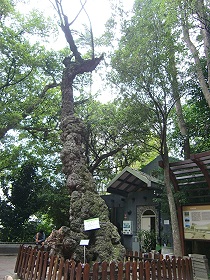 台北植物園區內特大號的金龜樹全貌