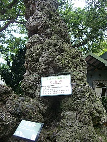 台北植物園區內特大號的金龜樹