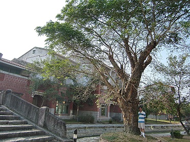 台南藝術大學宿舍區內的大樹