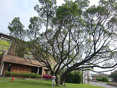 台北花博園區內的大樹