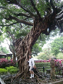 板橋林家花園內的大樹