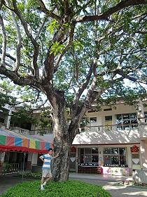 台南市渡拔國小校園內的大樹