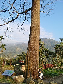瑞里頂笨仔大樹(130年苦楝樹)