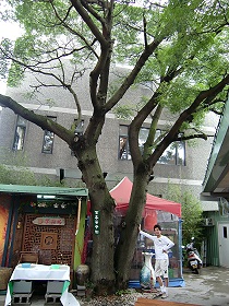 鶯歌陶瓷街(百年苦苓樹)