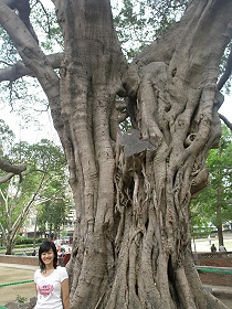 台南孔廟內的大樹