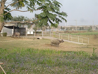 台南柳營老牛的家欄舍一偊