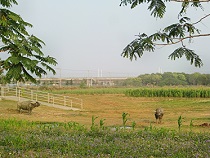 台南柳營老牛的家欄舍一偊